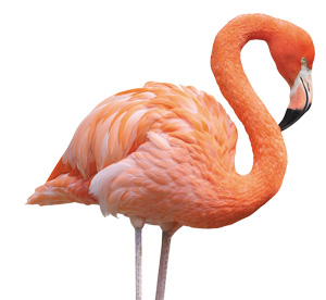 Flamand rose